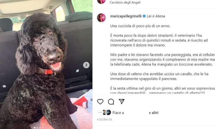 Marica Pellegrini terribile notizia cane ucciso