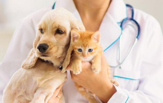 Pet therapy riduce stress
