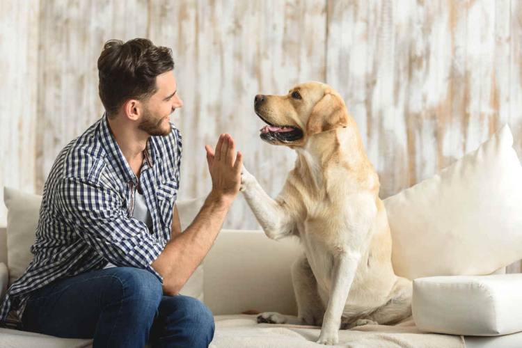 Rischi per l'uomo con il cane