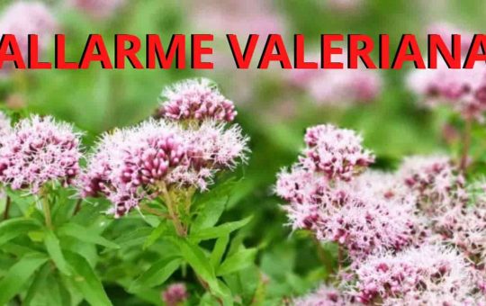 Allarme Valeriana