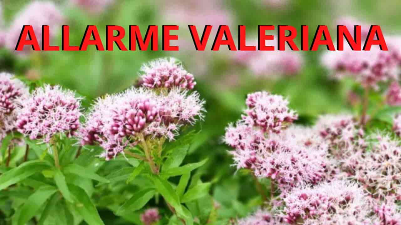 Allarme Valeriana 