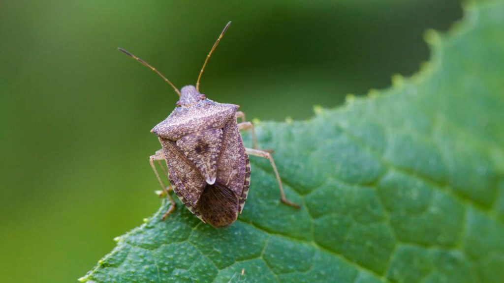 cimice asiatica