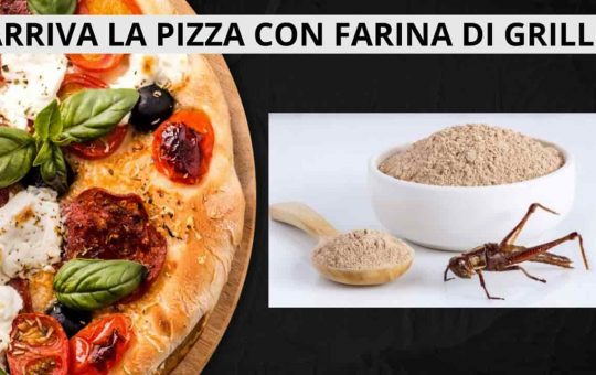 Pizza farina di grilli