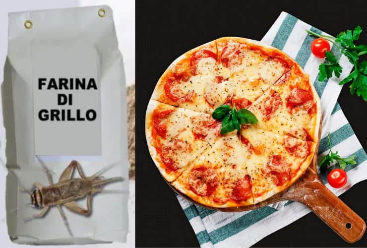 Pizza farina di grilli