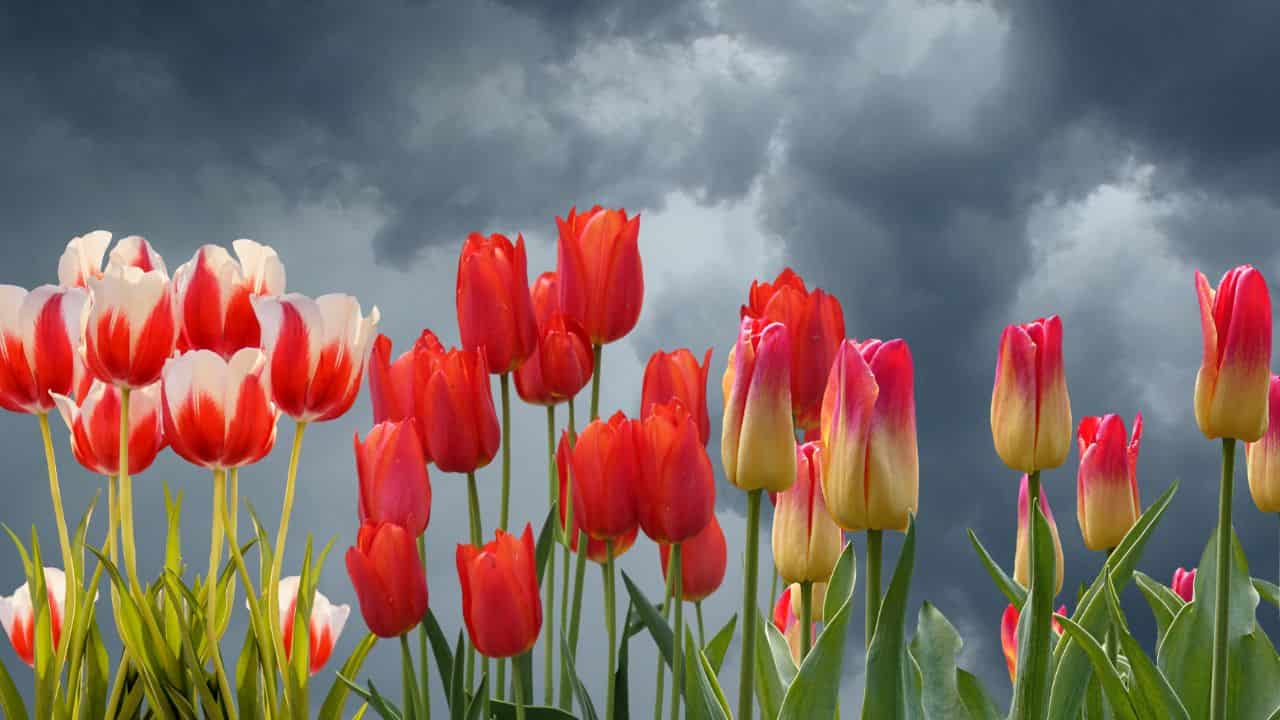 Tulipani rovinati pioggia